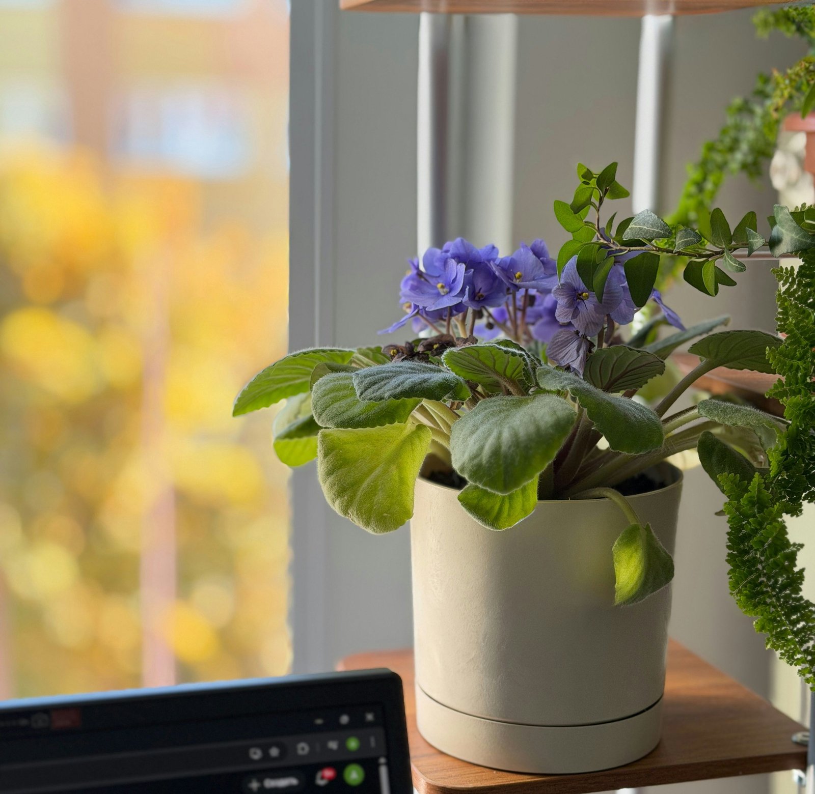 African Violet