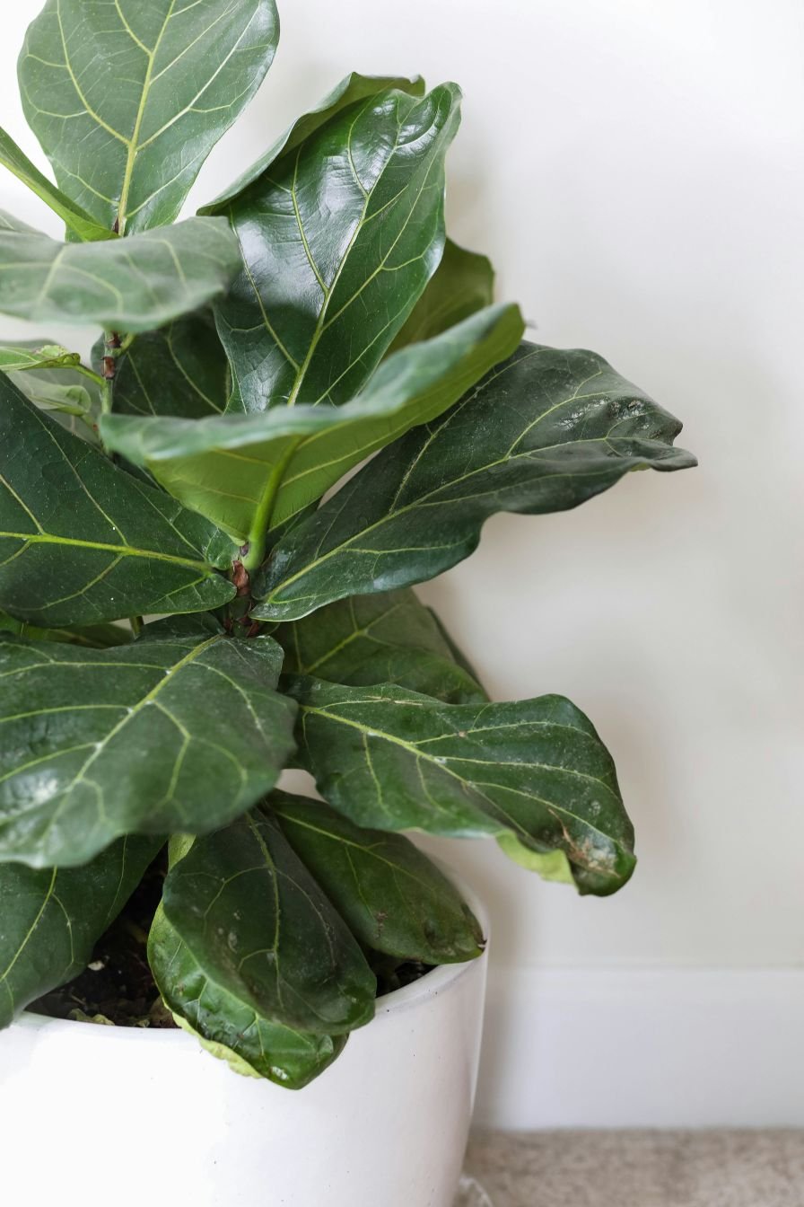 Fiddle-Leaf Fig