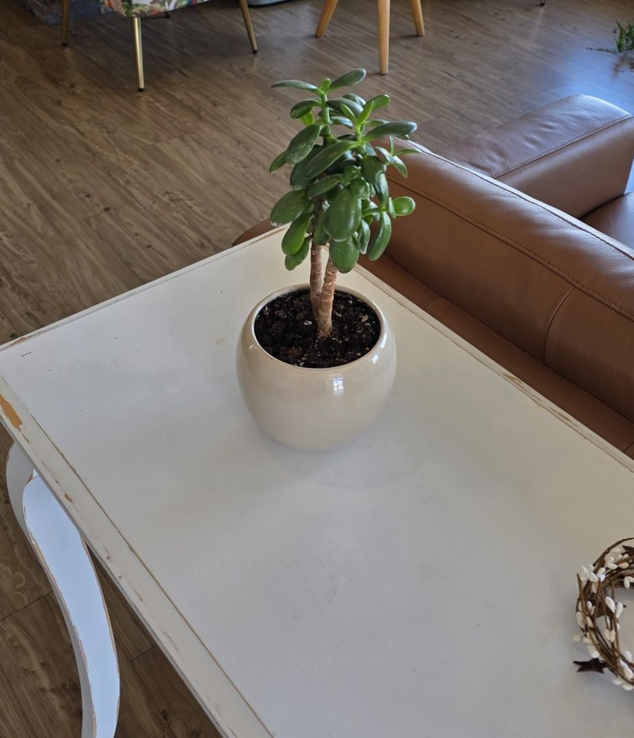 Jade Plant