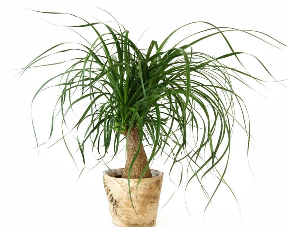 Ponytail Palm