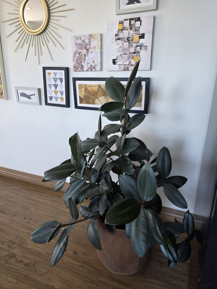 Rubber Plant