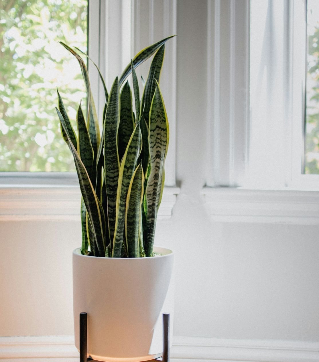 Snake Plant