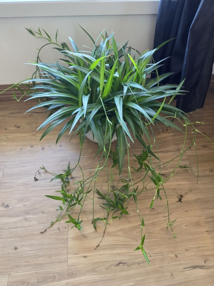 Spider Plant